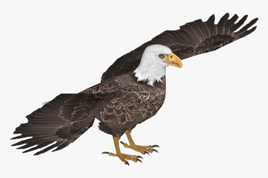 Bald Eagle , Png Download - Bald Eagle, Transparent Png