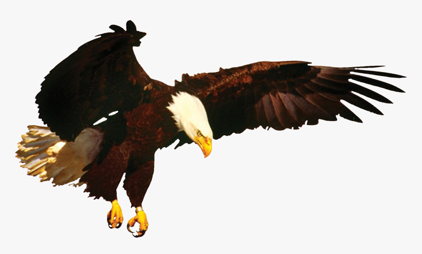 Eagle, HD Png Download