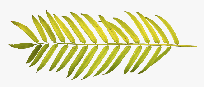 Watercolor Palm Leaves Png, Transparent Png