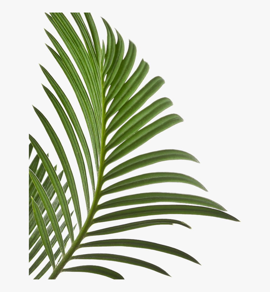 Your First Time Is Always Free - Site Web Design White And Yellow, HD Png Download