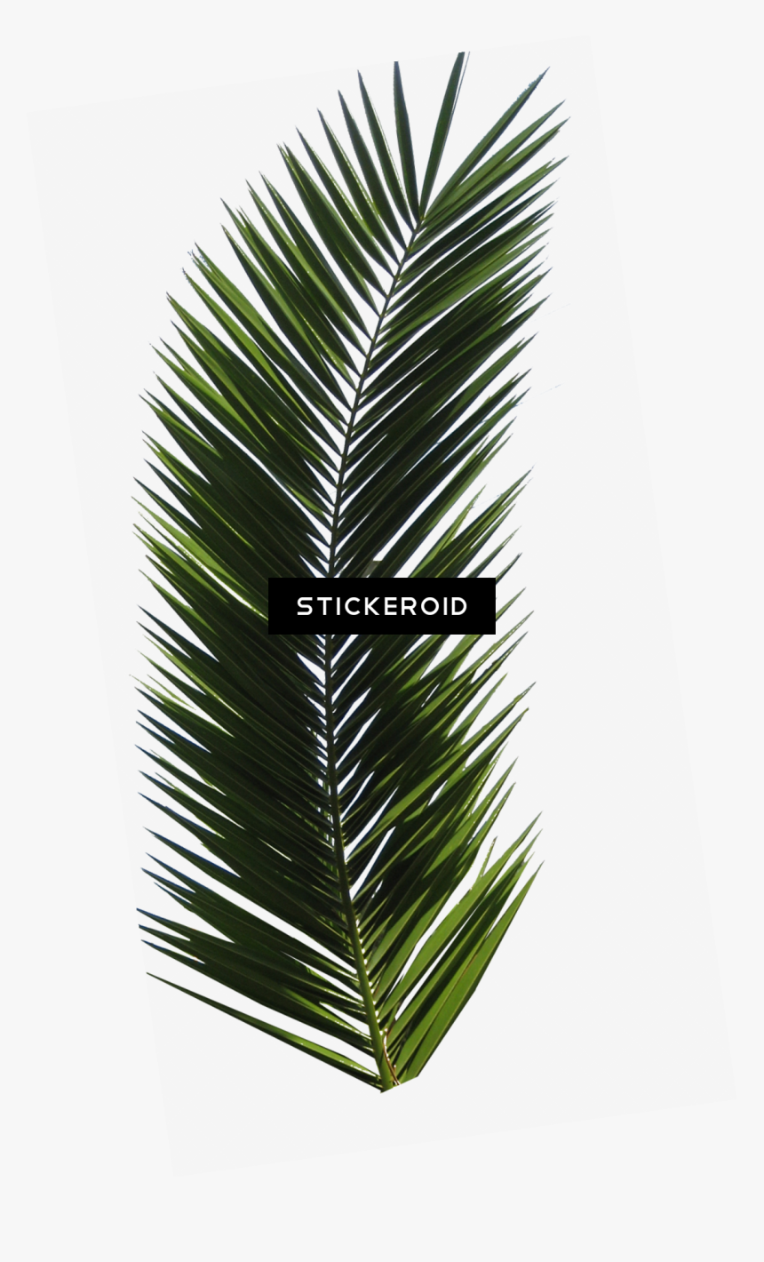 Palm Tree Leaf , Png Download - Palm Tree Leaf, Transparent Png