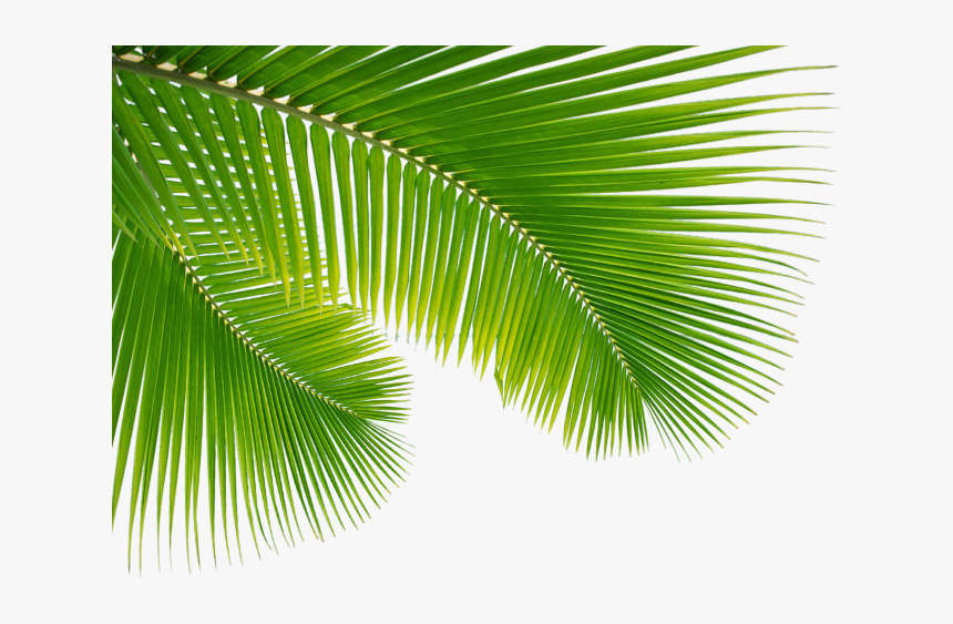 Transparent Palm Leaf Png - Folha De Coco Png, Png Download
