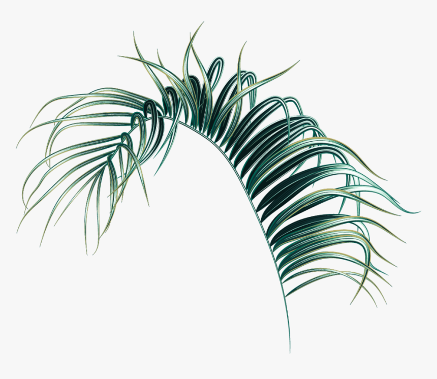 Palm Leaf Png, Transparent Png