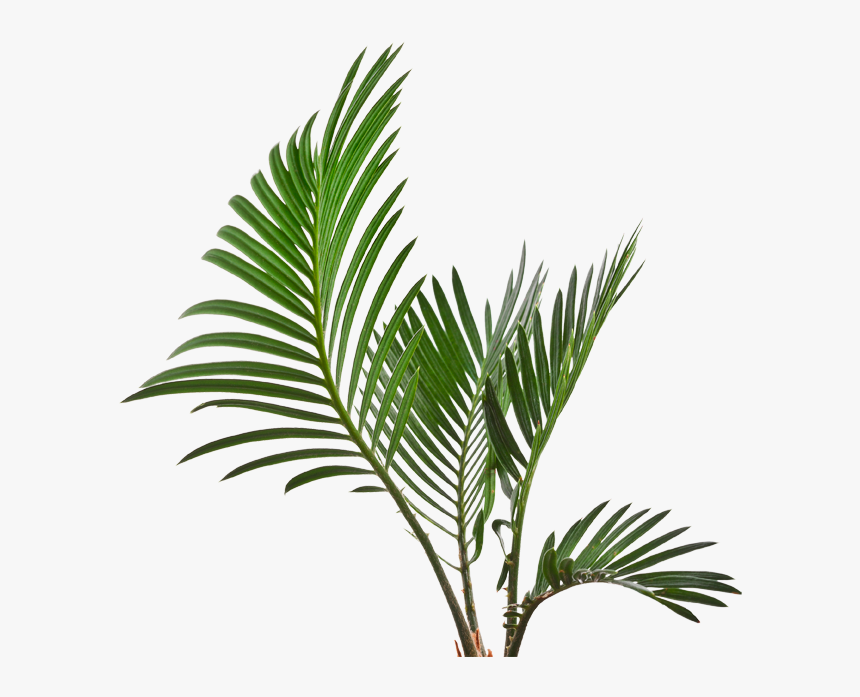 Roystonea, HD Png Download