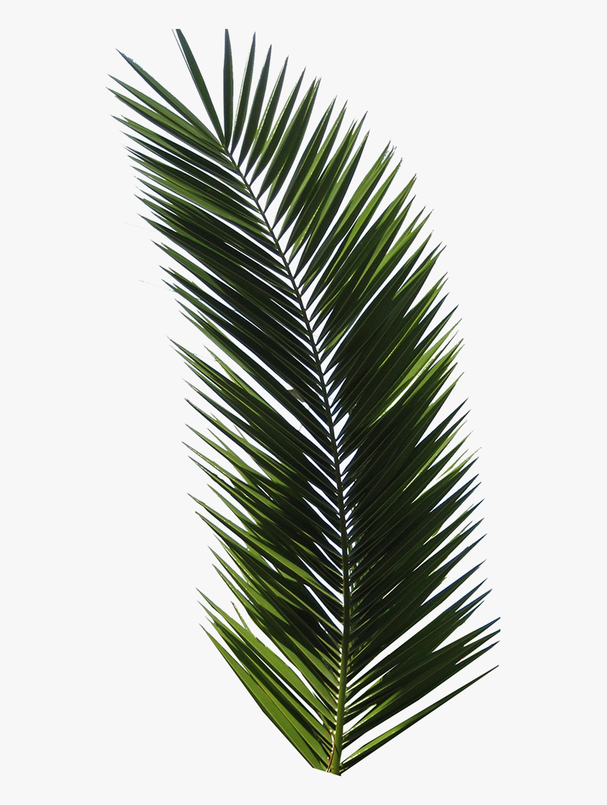 T-shirt Tropical Design Graphic Design Logo - Palm Leaf Tropical Png, Transparent Png