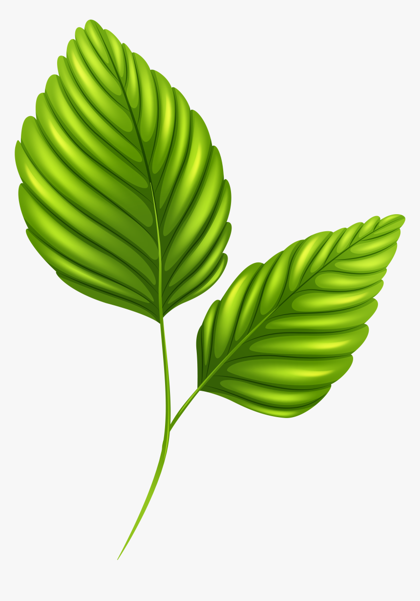 Palm Leaf Png Clip Art - Two Green Leaves Clipart, Transparent Png