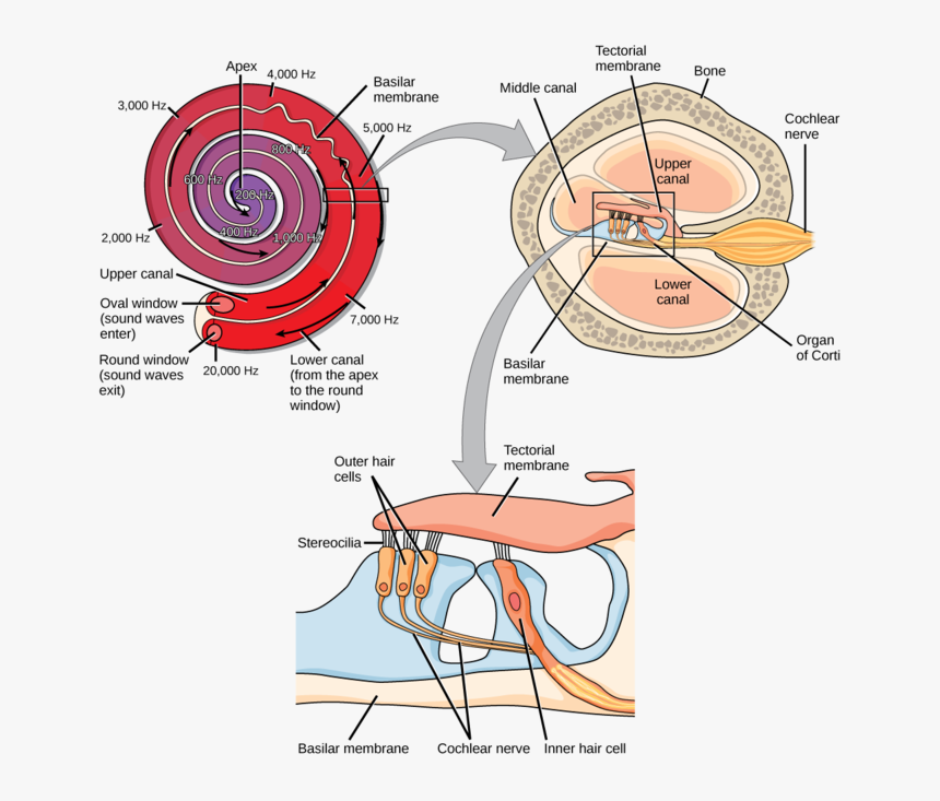 Image - Hearing Transduction, HD Png Download