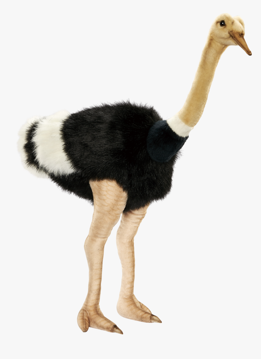 Animals That Are Transparent Background, HD Png Download