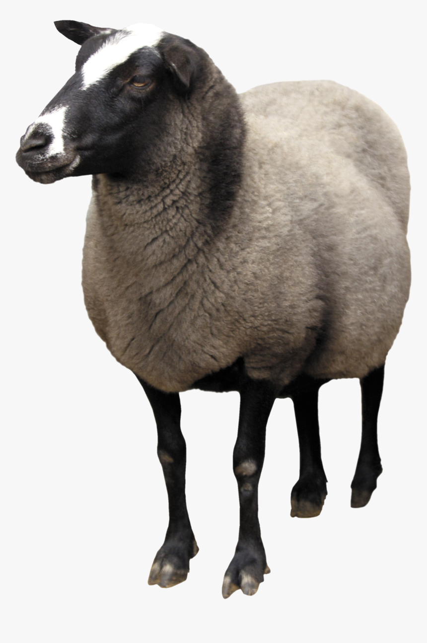 Pin By Transparent Png Images On Animal Png - Transparent Sheep Png, Png Download