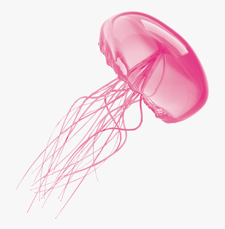 Jellyfish Transparent Background - Transparent Background Jellyfish Transparent, HD Png Download