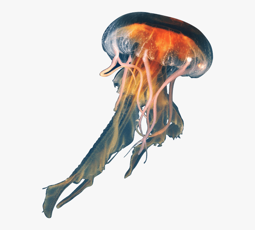 Transparent Background Jellyfish Transparent, HD Png Download