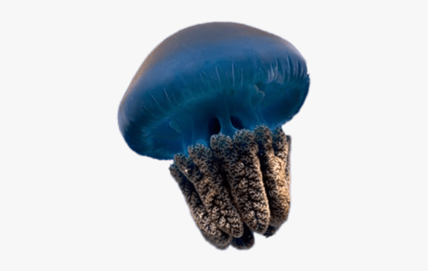 Blue Jellyfish - Transparent Background Transparent Jellyfish, HD Png Download