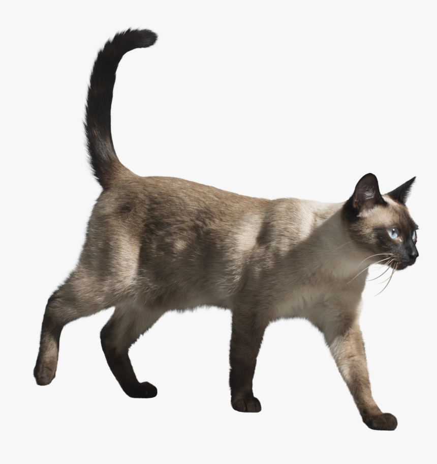 Siamese, HD Png Download