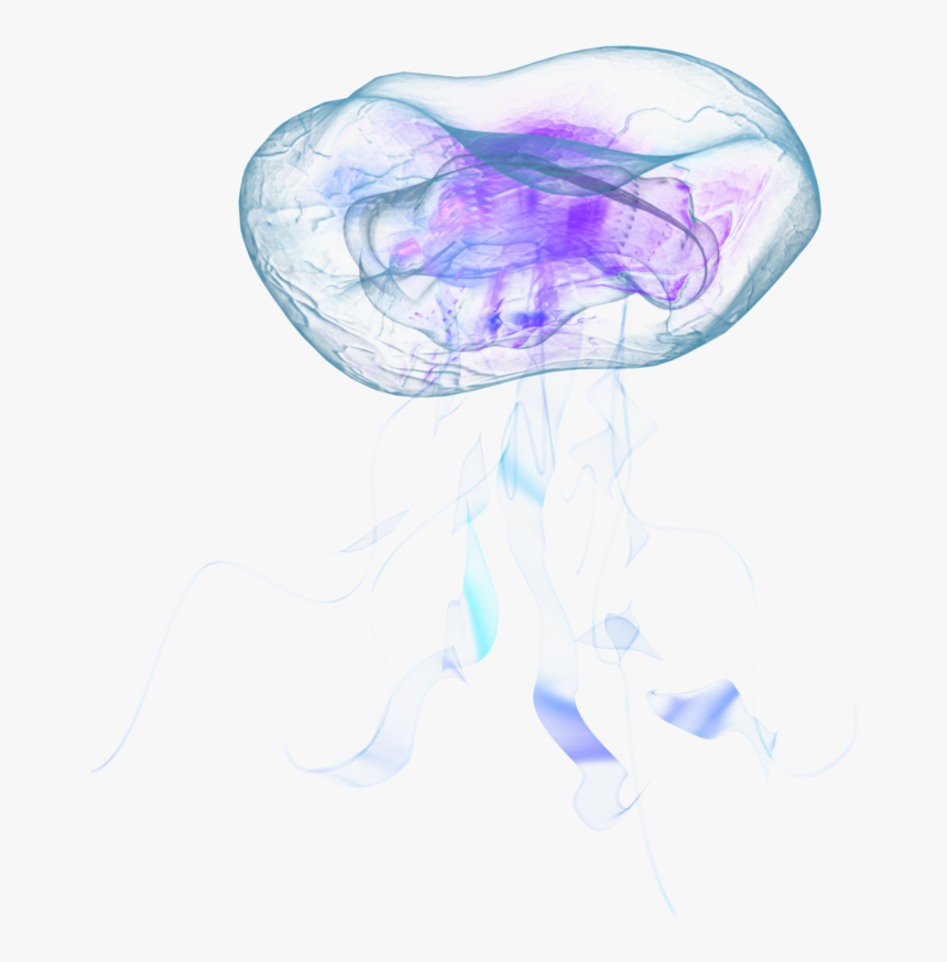 Jellyfish Png - Real Jellyfish Png, Transparent Png