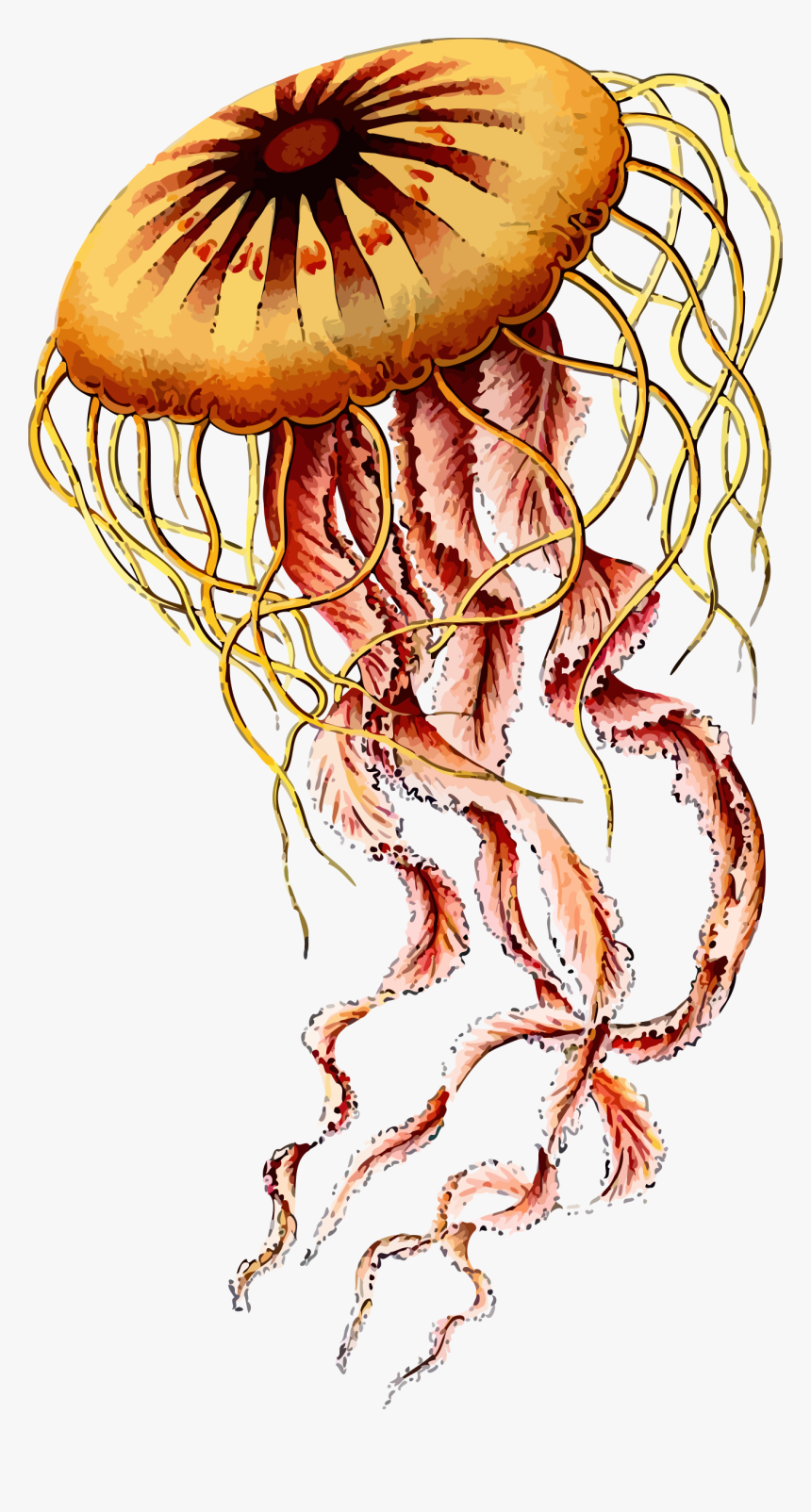 Box Jellyfish Png Photos - Jellyfish Ernst Haeckel Art, Transparent Png