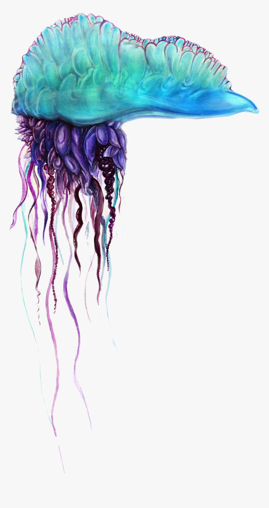 Blue Bottle Jellyfish Png Pics - Blue Bottle Jellyfish Png, Transparent Png