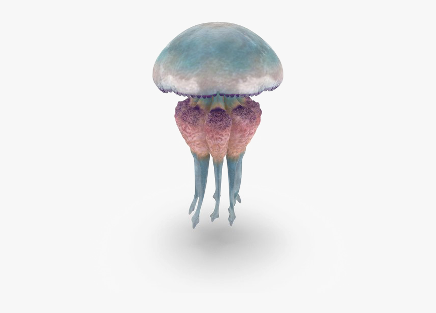 Jellyfish Free Png Image - Jellyfish, Transparent Png