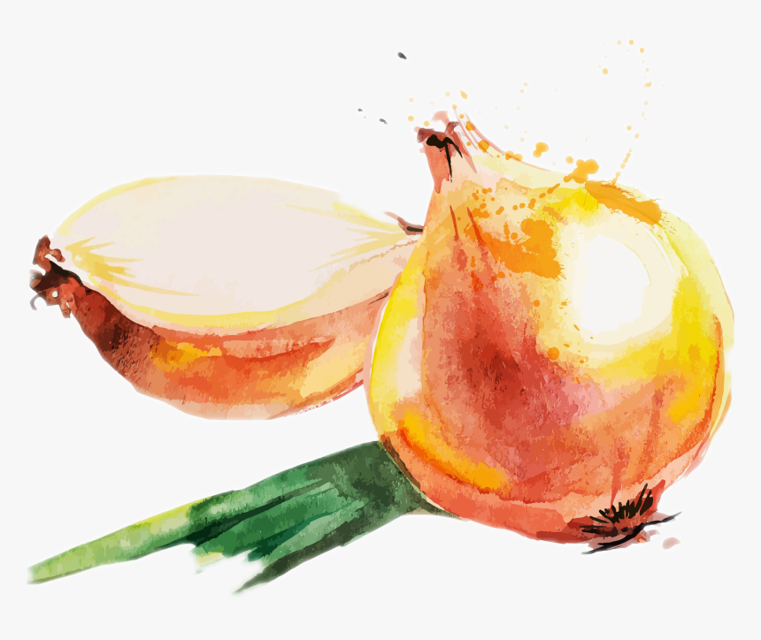Whole30-divider - Onion Watercolor Png, Transparent Png