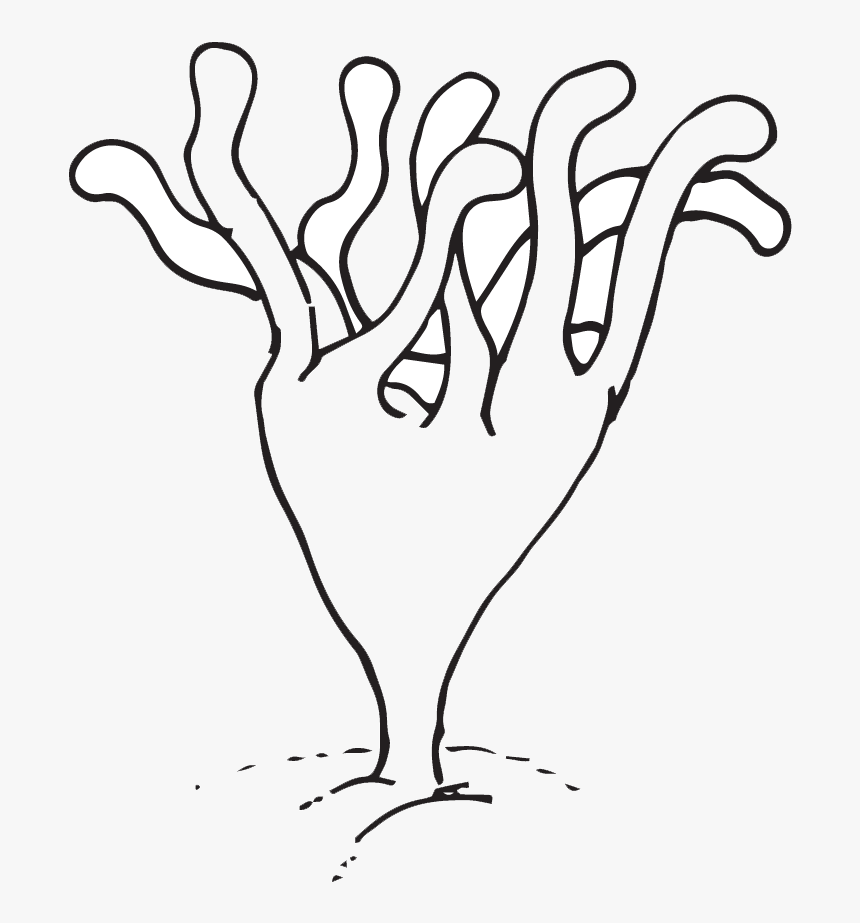 Jellyfish Clipart Brown - Line Art, HD Png Download