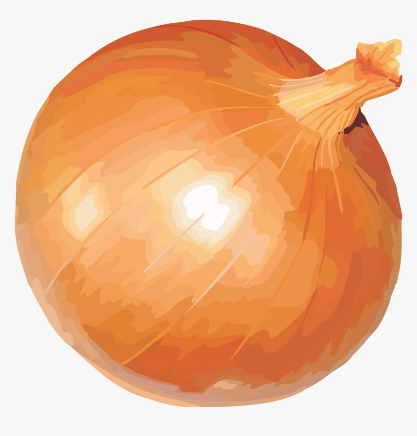 Transparent Clipart Onion Vegetable, HD Png Download