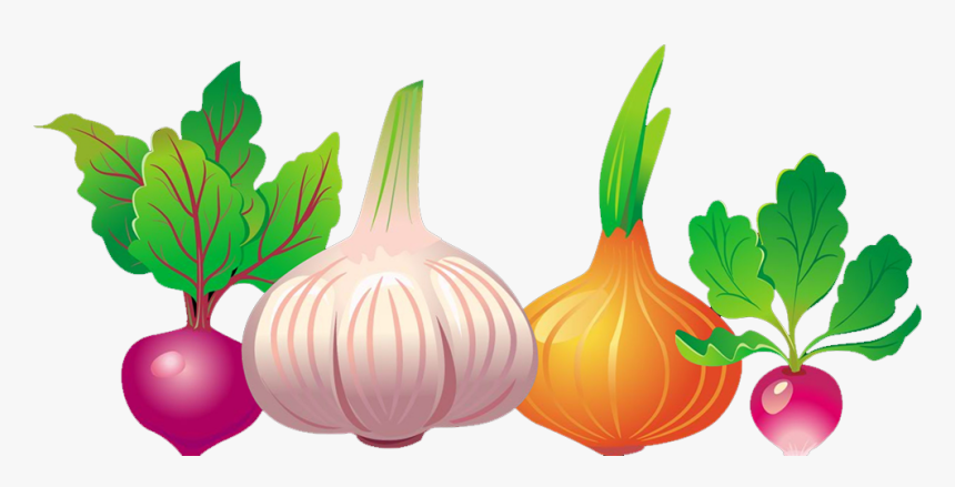 Common Beet Vegetable Euclidean Vector Beetroot - Free, HD Png Download