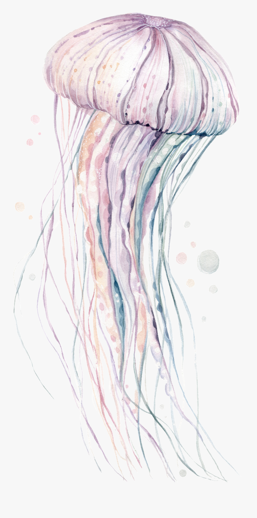 Hand-painted Rare Pink Jellyfish Png Transparent - Illustration, Png Download