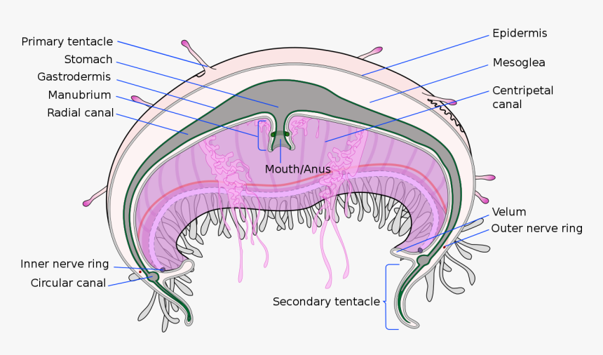 Jellyfish Cross Section, HD Png Download