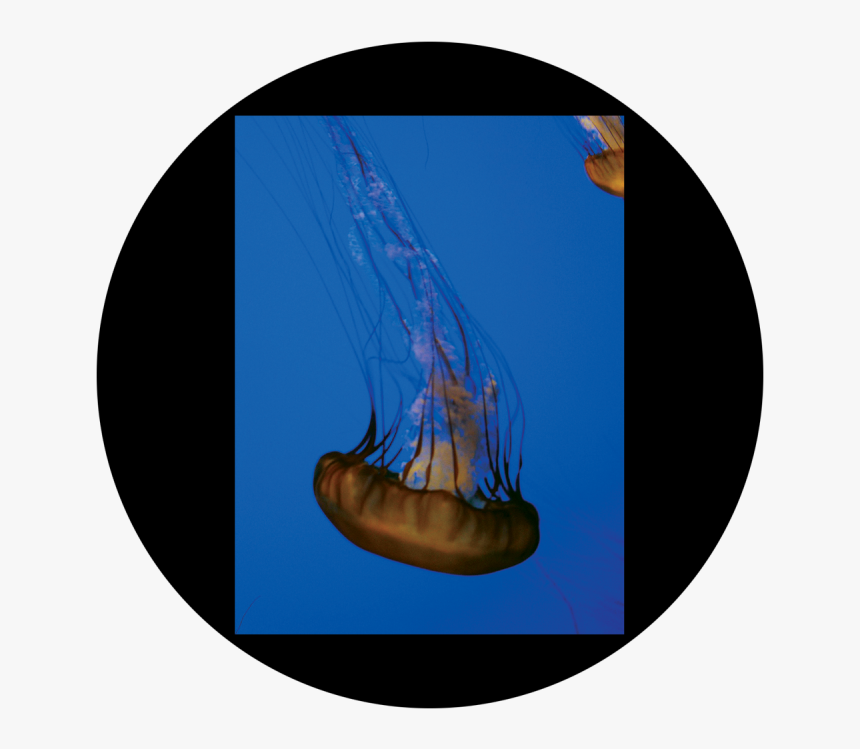Jellyfish, HD Png Download