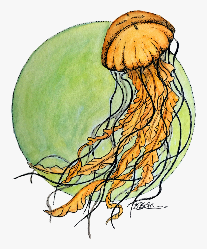 Jellyfish, HD Png Download