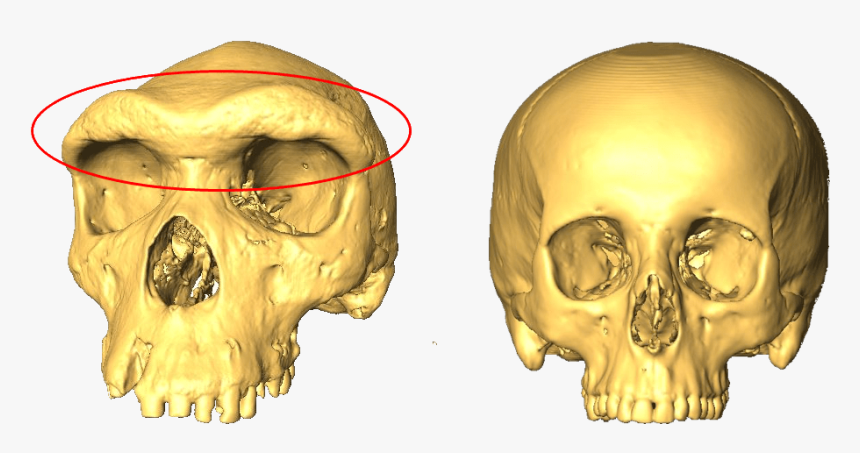 Two Skulls, One With A Larger Eyebrow Ridge - Skull Brow Ridge, HD Png Download