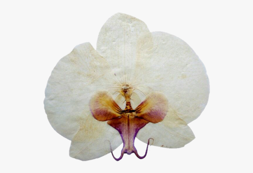 Image - Artificial Flower, HD Png Download