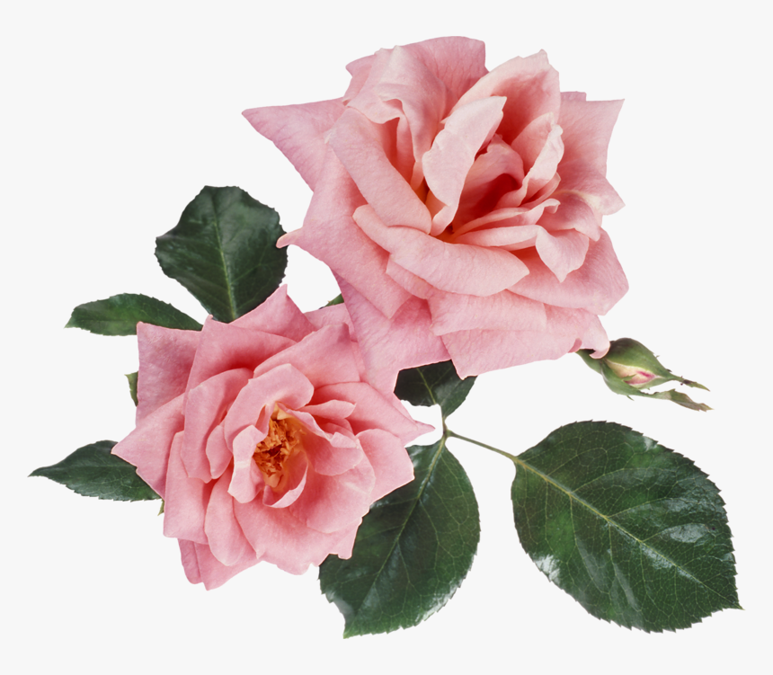 Image - براويز واطارات, HD Png Download