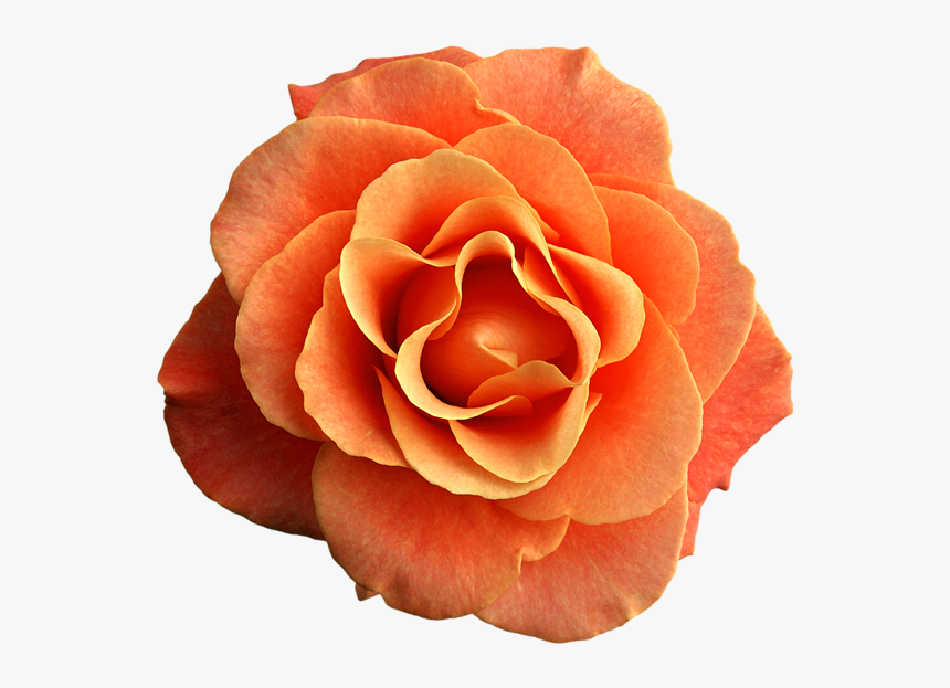 Orange Flower Transparent Background, HD Png Download
