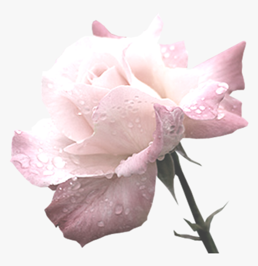 Image - Rose, HD Png Download