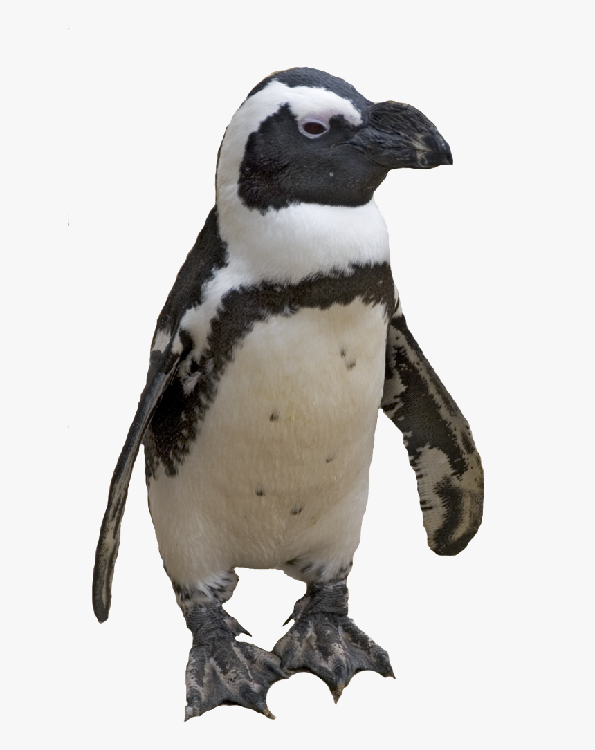Small Penguin - African Penguin Transparent Background, HD Png Download