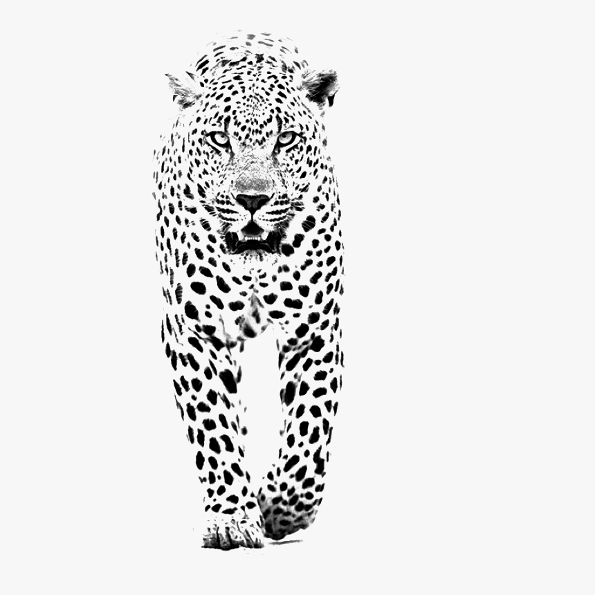 And Jaguar Panther Leopard Tiger Lion Black Clipart - Black And White Spot Animals, HD Png Download
