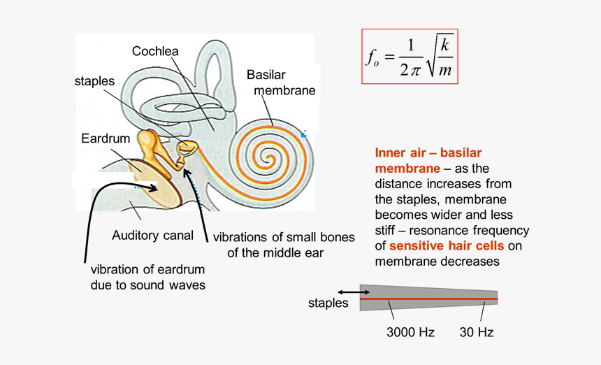 Diagram, HD Png Download