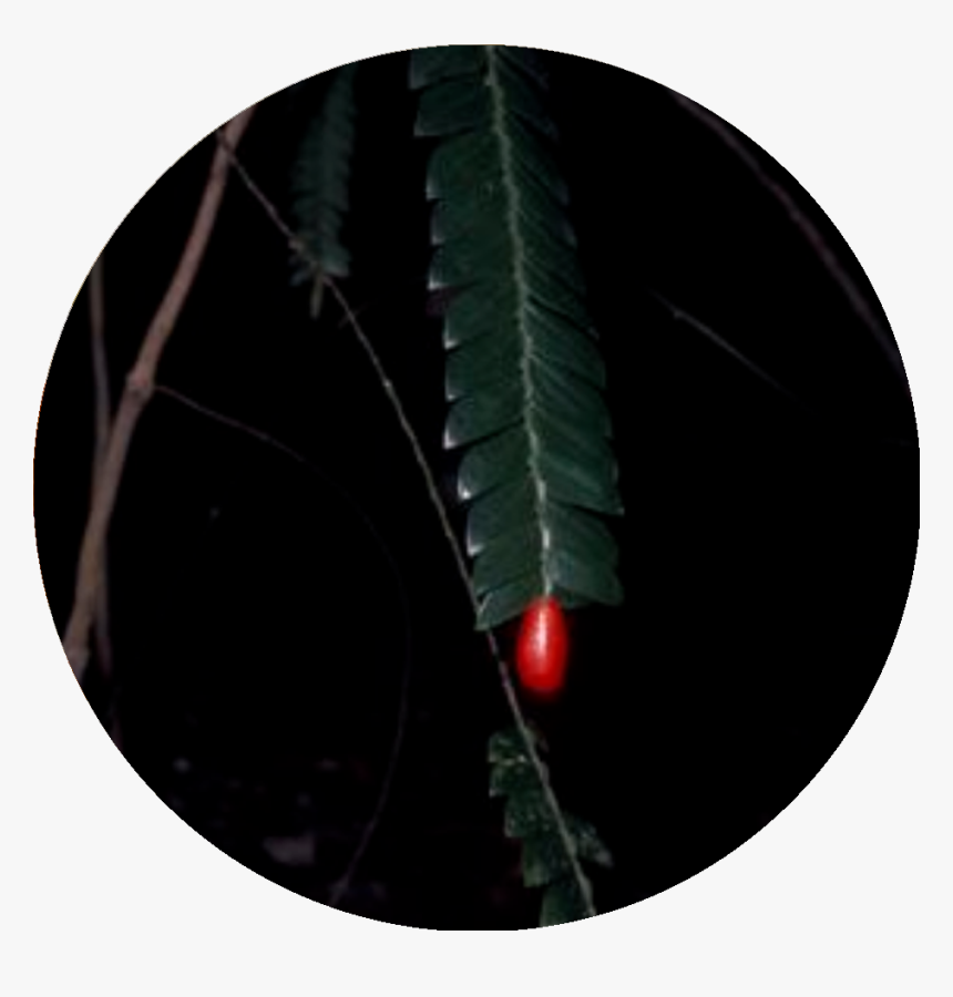 Carmine, HD Png Download