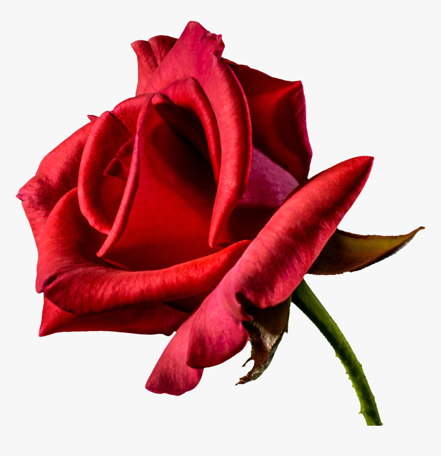 Valentine Day Images Png, Transparent Png