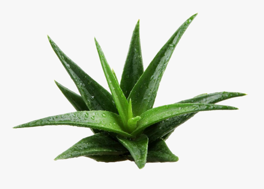 Aloe Vera Plant Png Image - Pflanzen Png, Transparent Png
