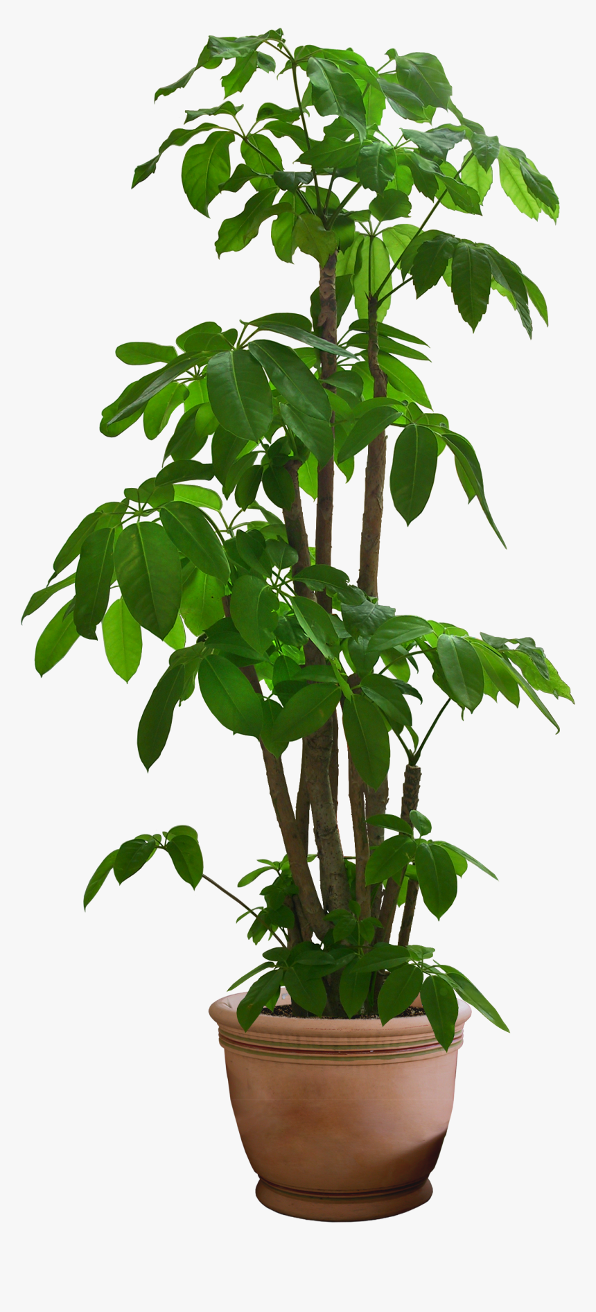 Free Plant Images - Transparent Background Pot Plant Png, Png Download