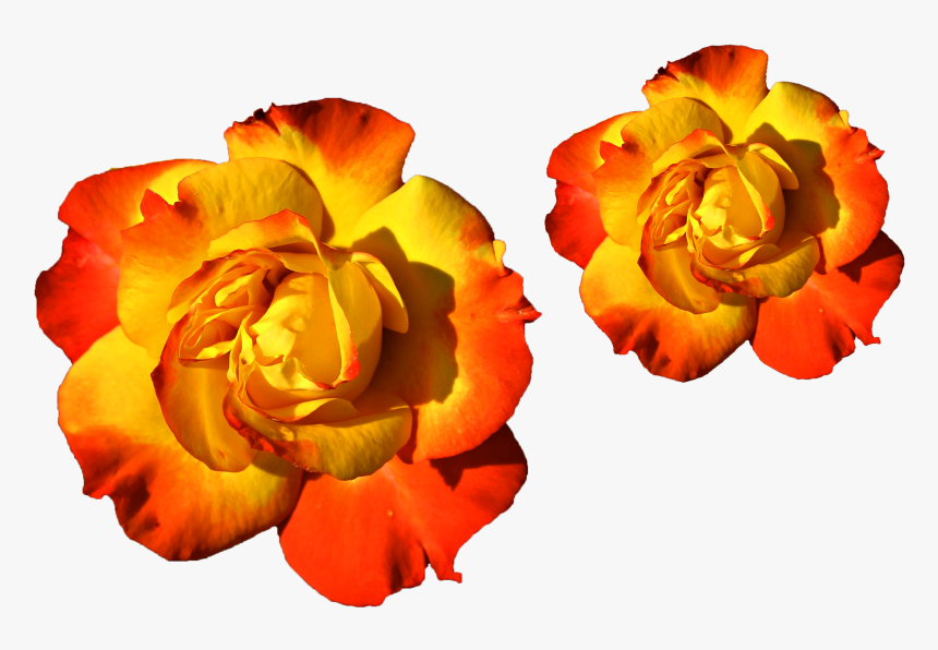 Transparent Colorful Flowers Png - Mixed Colors Yellow And Red, Png Download