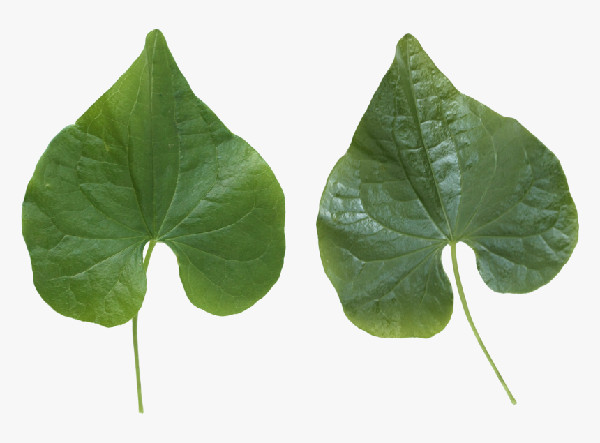 Green Leaf Png - Portable Network Graphics, Transparent Png