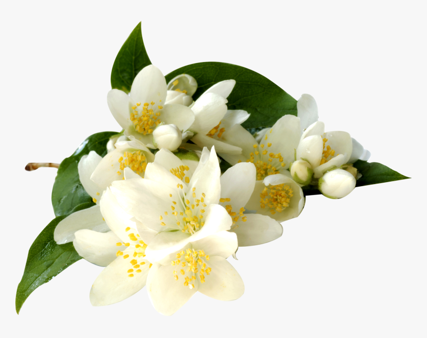 Jasmine Flower Transparent Png Transparent Background Jasmine Flower Png, Png Download