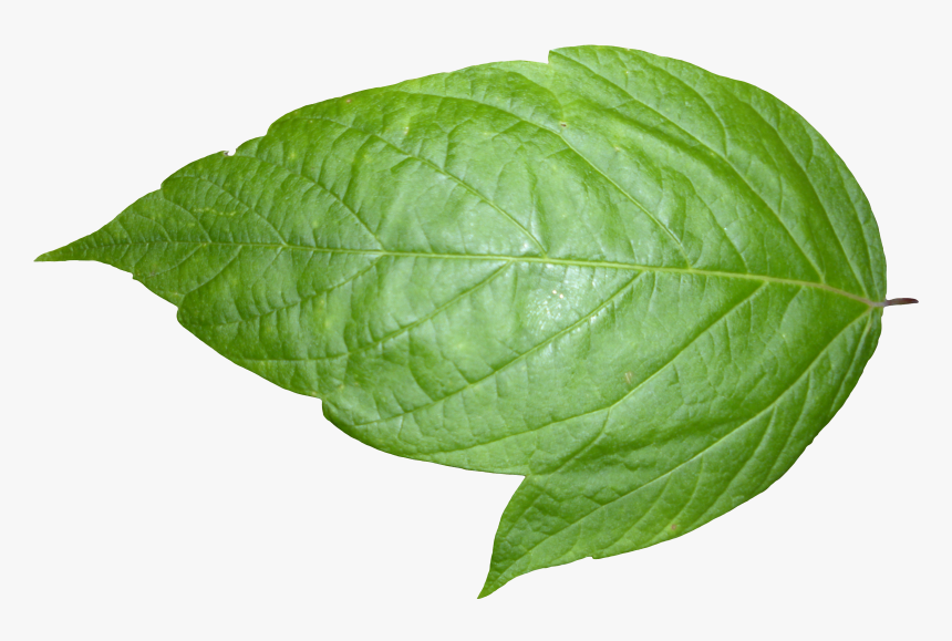 Preview - Transparent Background Leaf Png, Png Download