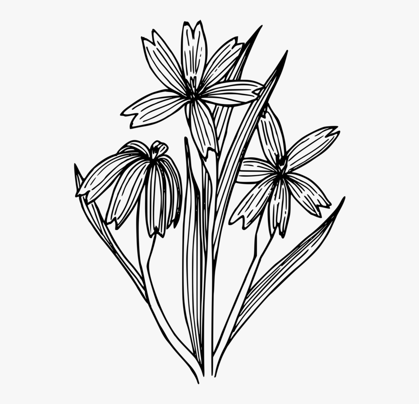 Symmetry,monochrome Photography,petal - Blue Eyed Grass Outline, HD Png Download
