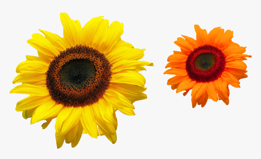 Png Files Free Download - Common Sunflower, Transparent Png