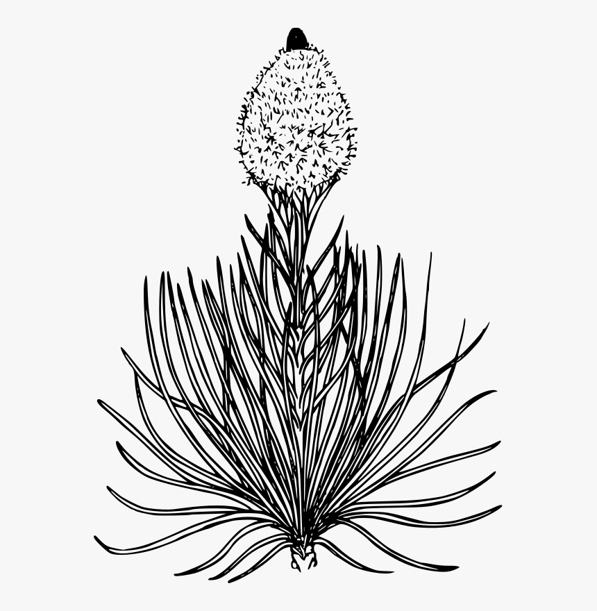 Bear Grass Flower Drawing, HD Png Download