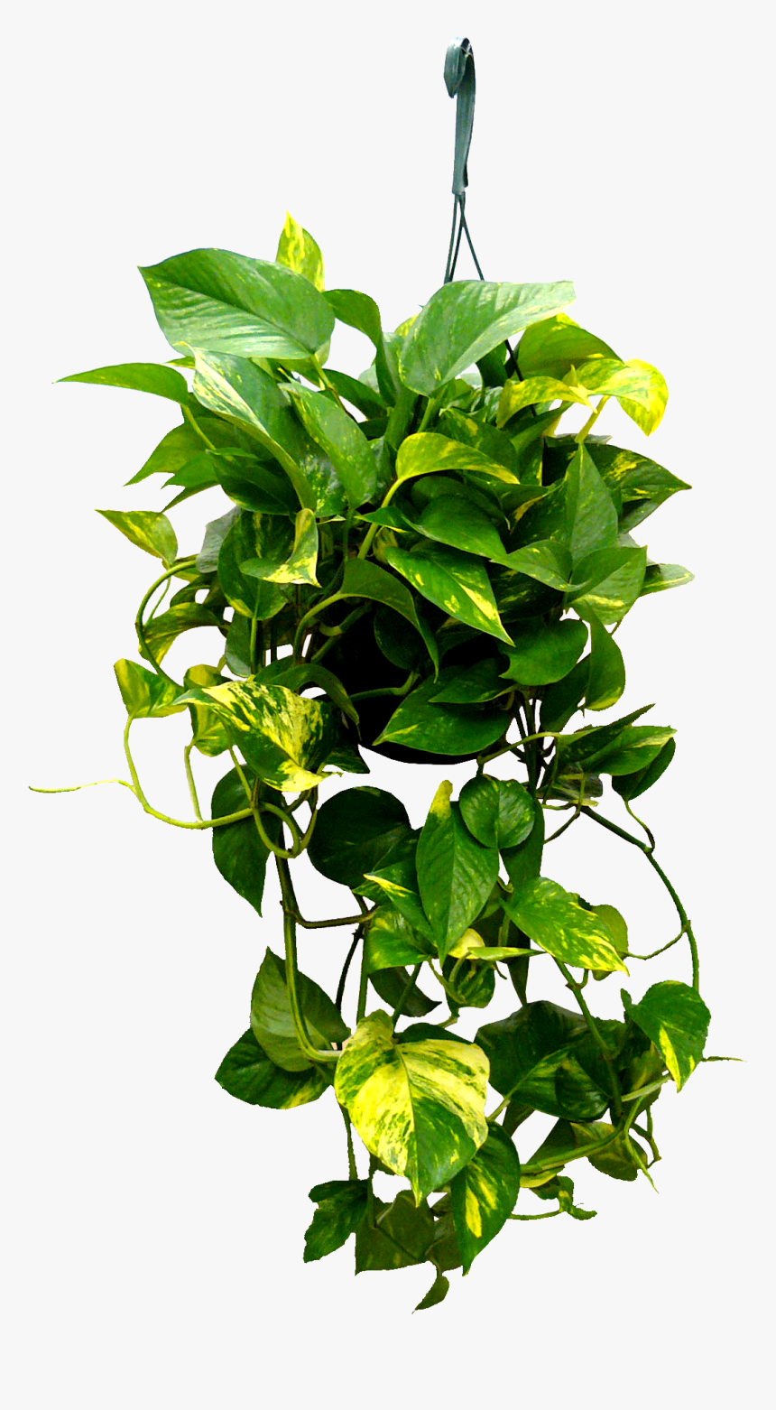 Png Hanging Plants Transparent, Png Download