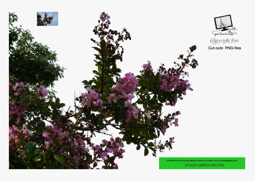 Flower Tree Png - Png Flower Tree, Transparent Png